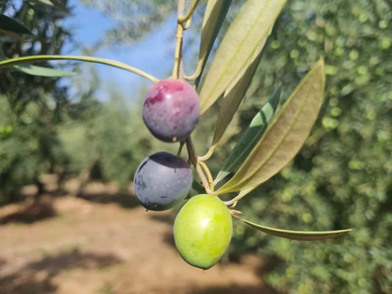 המדריך לקנית שמן זית